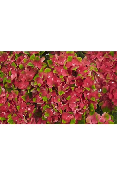 Гортензія макрофіла Глоссі Ліпс